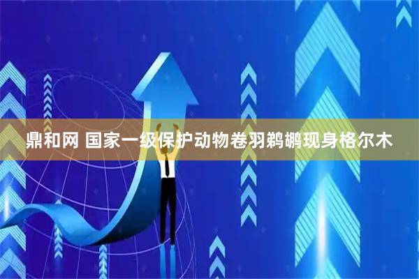鼎和网 国家一级保护动物卷羽鹈鹕现身格尔木